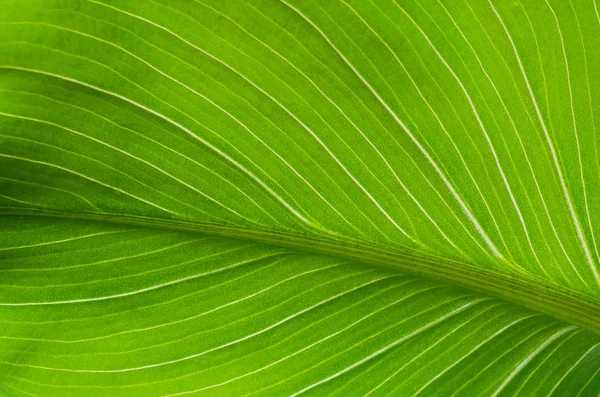 Detail květu Kala zelená listová — Stock fotografie
