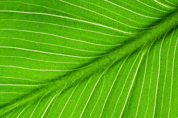 Primo piano del fiore di calla foglia verde — Foto Stock