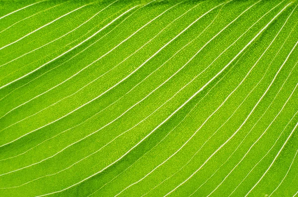 Detail květu Kala zelená listová — Stock fotografie