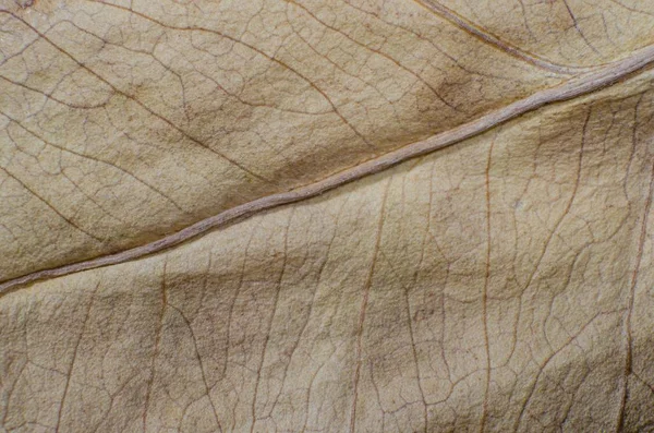 Muster aus trockenen braunen Blättern — Stockfoto