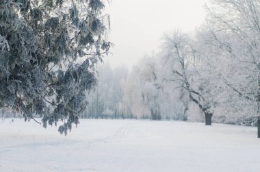 Frost karlı bir ormandaki ağaçlar kaplı