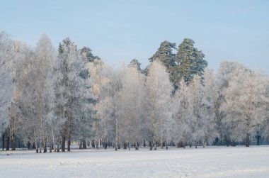 Frost karlı bir ormandaki ağaçlar kaplı