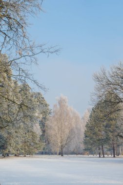 Frost karlı bir ormandaki ağaçlar kaplı