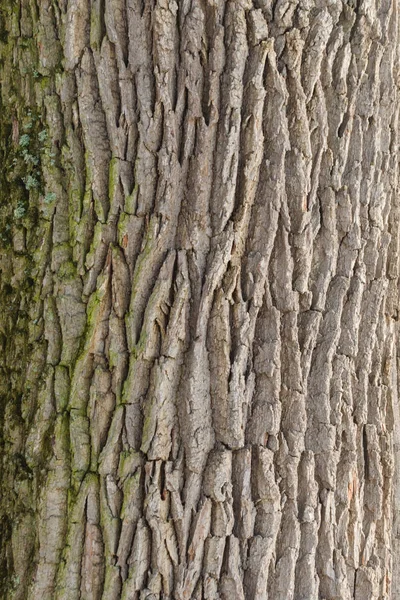 Naturalna struktura kory drzewa — Zdjęcie stockowe