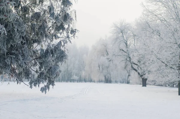 Frost karlı bir ormandaki ağaçlar kaplı — Stok fotoğraf