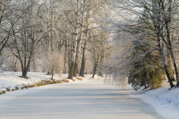 Frost karlı bir ormandaki ağaçlar kaplı — Stok fotoğraf