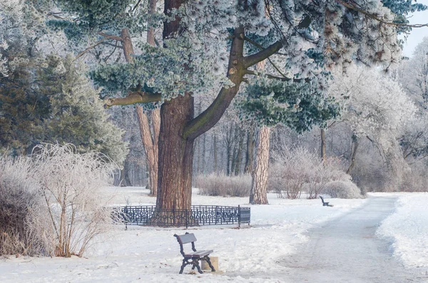 Frost karlı bir ormandaki ağaçlar kaplı — Stok fotoğraf