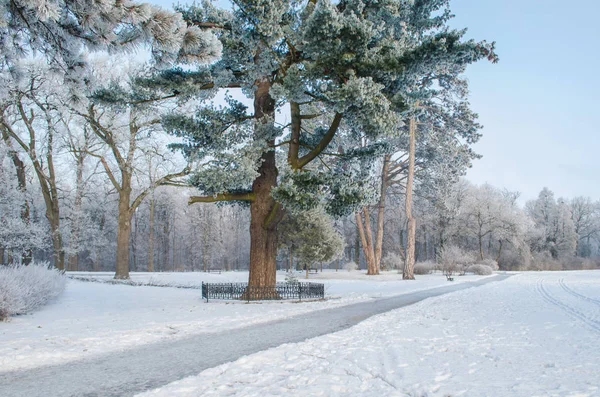 Frost karlı bir ormandaki ağaçlar kaplı — Stok fotoğraf