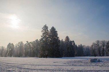 Frost karlı bir ormandaki ağaçlar kaplı