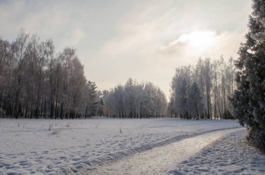 Frost karlı bir ormandaki ağaçlar kaplı