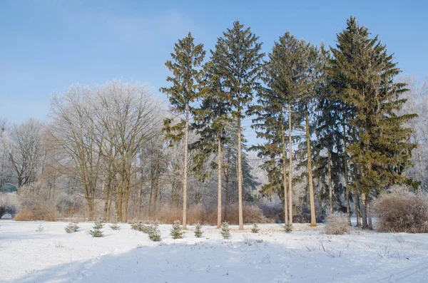 Дерева вкриті морозами в засніженому лісі — стокове фото