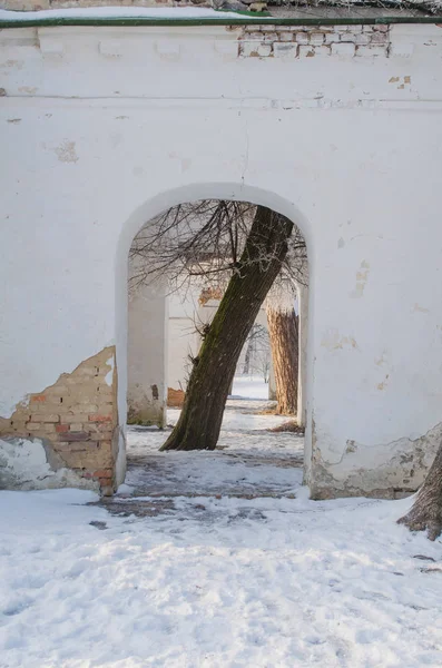 Drzewo w łuk w ruinach — Zdjęcie stockowe