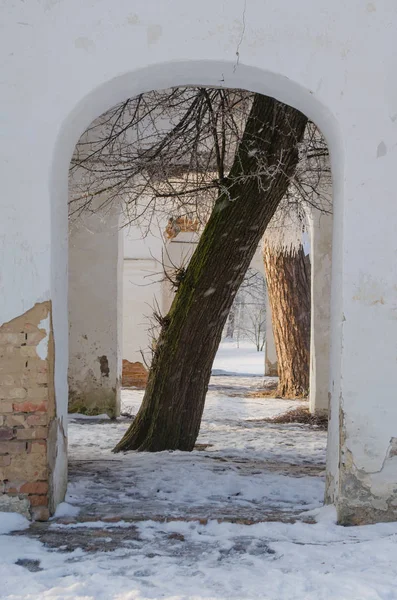 Drzewo w łuk w ruinach — Zdjęcie stockowe