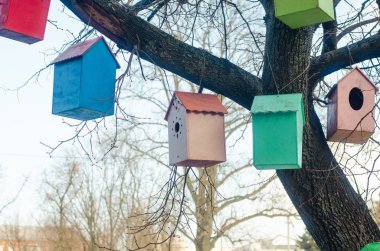 bir ağacın dalları üzerinde rengarenk kuş evleri