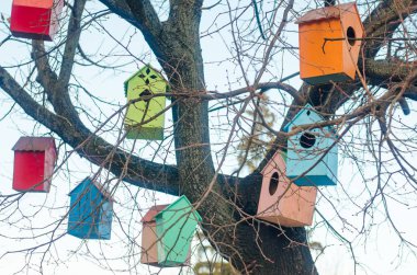 bir ağacın dalları üzerinde rengarenk kuş evleri