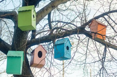 bir ağacın dalları üzerinde rengarenk kuş evleri