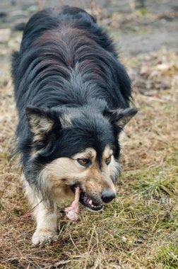 Köpek kemikte kemiren