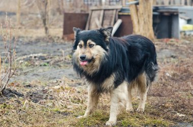 Köpek dilini gösteriyor.