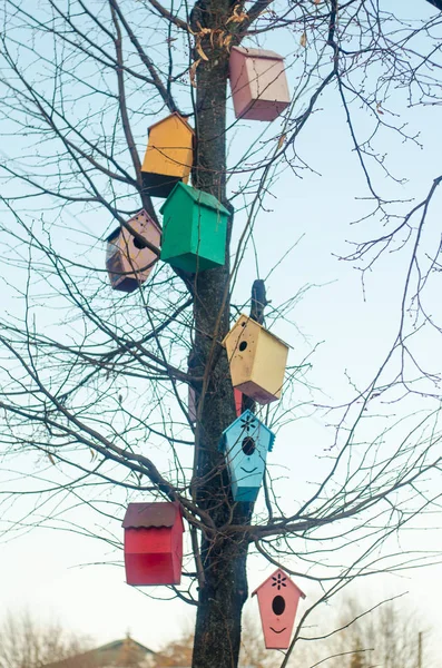 Casas de pássaros multicoloridas nos ramos de uma árvore — Fotografia de Stock