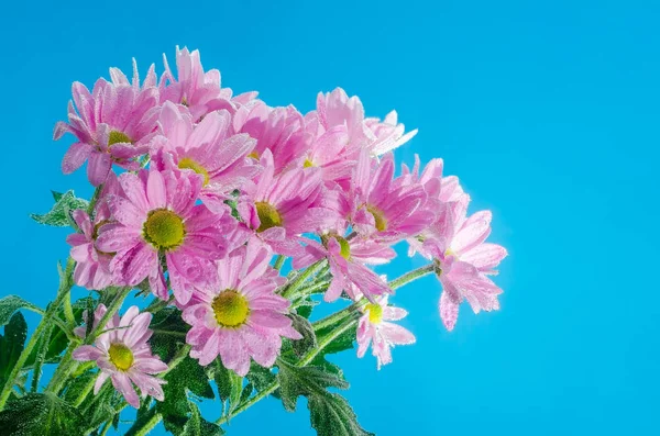 Chrysanthemum flower in water with bubbles of air on a blue background — Stock Photo, Image
