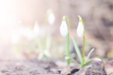 Kardelen çiçek güneş ışığı altında