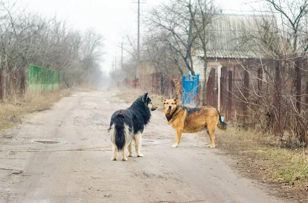 Две большие бродячие собаки стоят на грунтовой дороге — стоковое фото