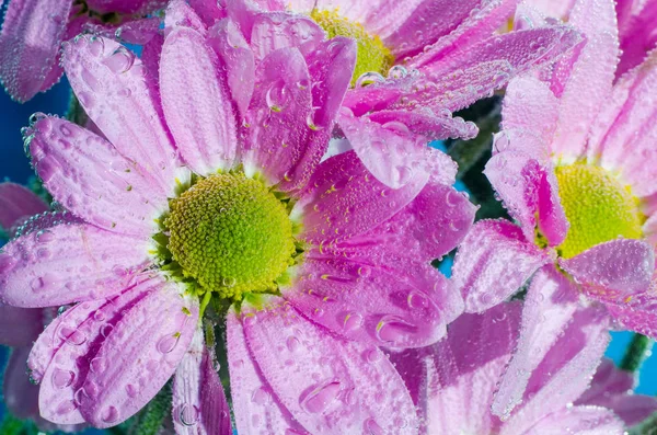 Chrysanthemum flower in water with bubbles of air, close-up — Stock Photo, Image