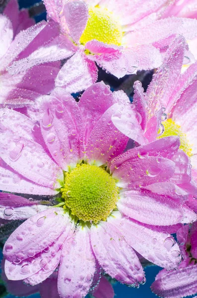 Цветок Хризантемы в воде с пузырьками воздуха, крупным планом — стоковое фото