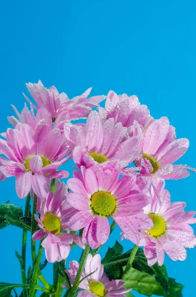 Flor crisântemo na água com bolhas de ar em um fundo azul — Fotografia de Stock