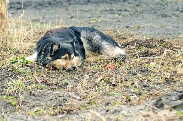 Grande cão preto deitado no chão — Fotografia de Stock