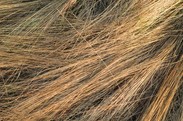 Arka plan doku olarak kuru ot