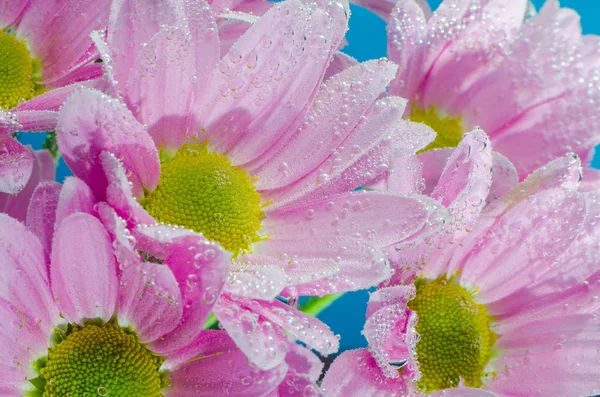 Flor crisântemo na água com bolhas de ar, close-up — Fotografia de Stock