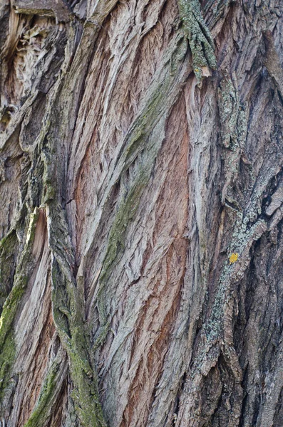 Textura de corteza de un árbol viejo —  Fotos de Stock