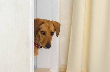 Köpek kapı eşiğinde duruyor ve odaya görünüyor