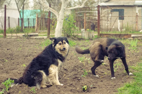 Dois cães grandes vadios com pata levantada em pé no chão — Fotografia de Stock