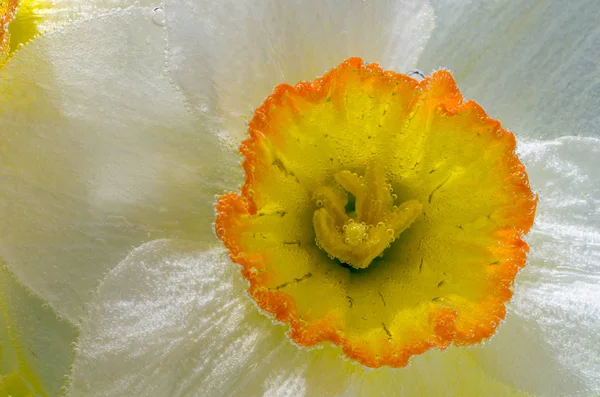 Narcissus flower in water with air bubbles close-up — Stock Photo, Image