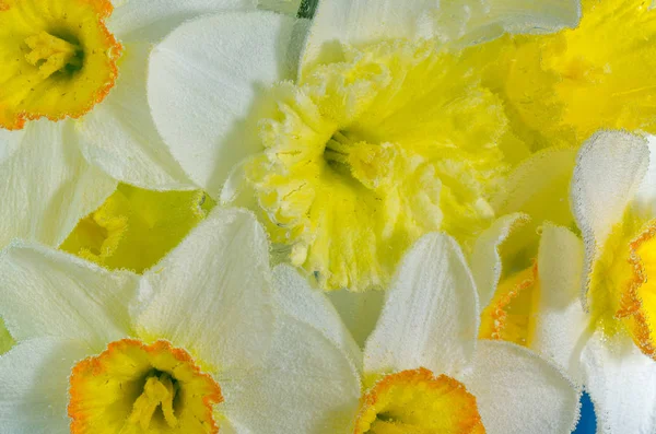 Květina Narcis ve vodě se vzduchové bubliny detail — Stock fotografie