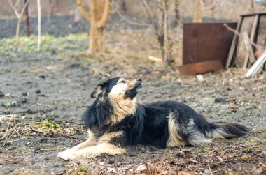 Yerde yatan büyük siyah köpek