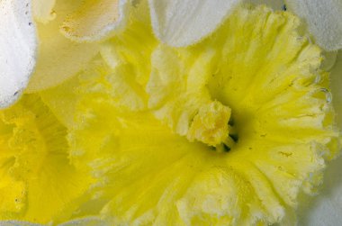 Nergis çiçek suda ıslatın ve hava kabarcıkları yakın çekim