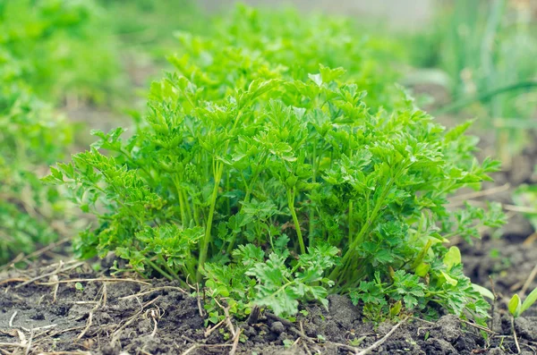 Bahçede yeşil maydanoz yaprakları