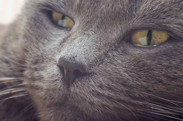 Nose gray cat macro with blurred background — Stock Photo, Image