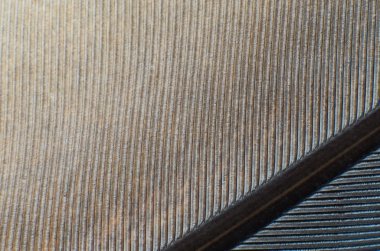 Güvercin tüyü yakın çekim arka plan dokusu