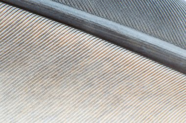 Güvercin tüyü yakın çekim arka plan dokusu