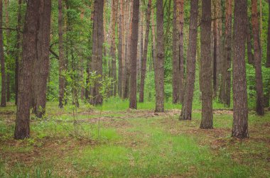 Baharda güzel yeşil orman