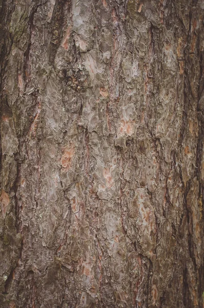 La texture de l'écorce d'un pin — Photo