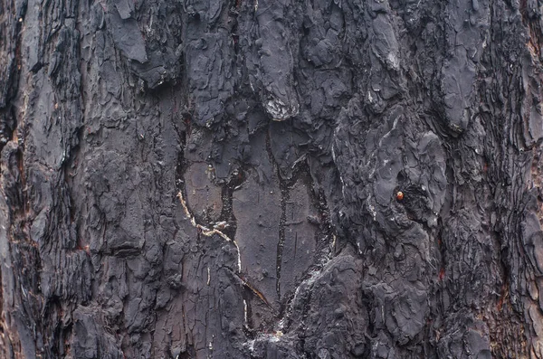 Le fond de texture de bois carbonisé — Photo