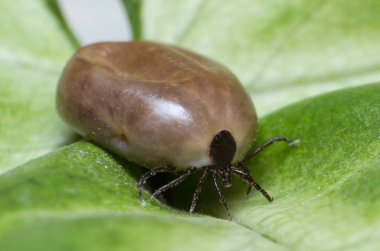 Kene bir yeşil yaprak üzerinde oturur kan ile dolu