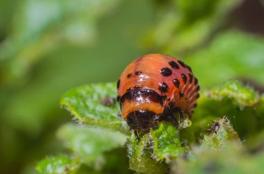 Colorado Patates böceği kırmızı larva patates yaprakları yiyor