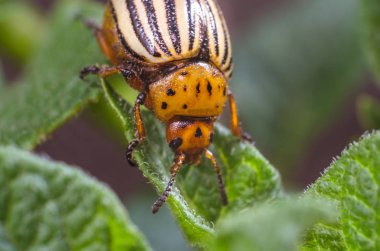 Patates yaprakları, yakın çekim Colorado Patates böceği yiyor