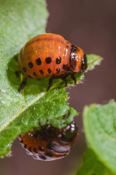 Red larva of the Colorado potato beetle eats potato leaves — Stock Photo, Image
